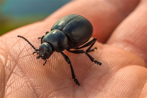 Más de 300 imágenes gratis de Chinches y Insecto